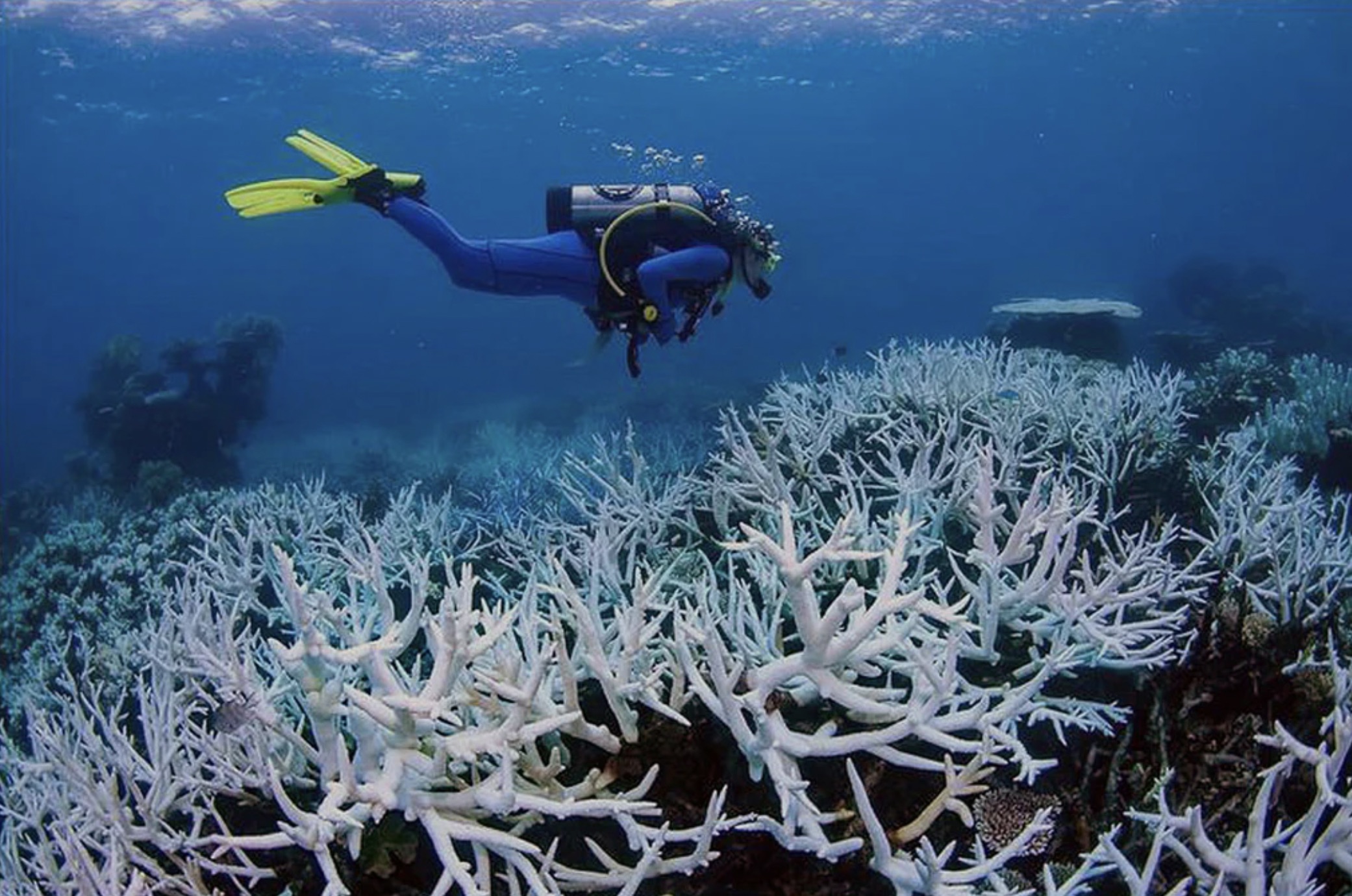 Bleached coral reefs